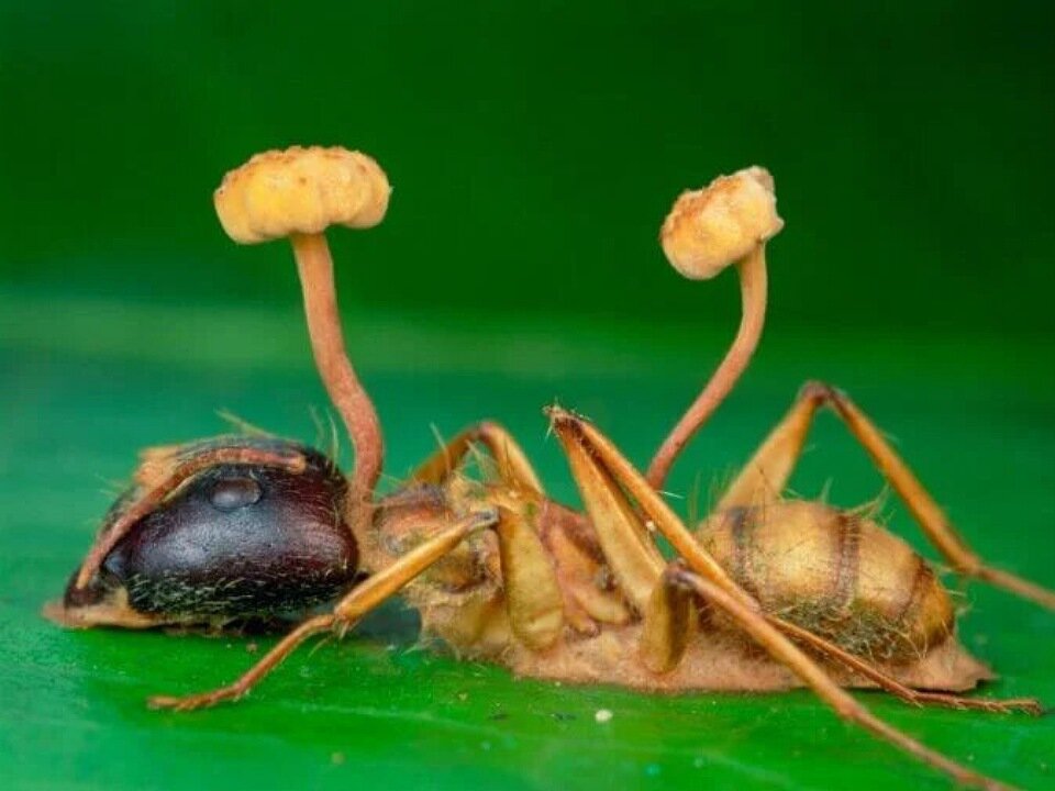 Фото из свободных источников