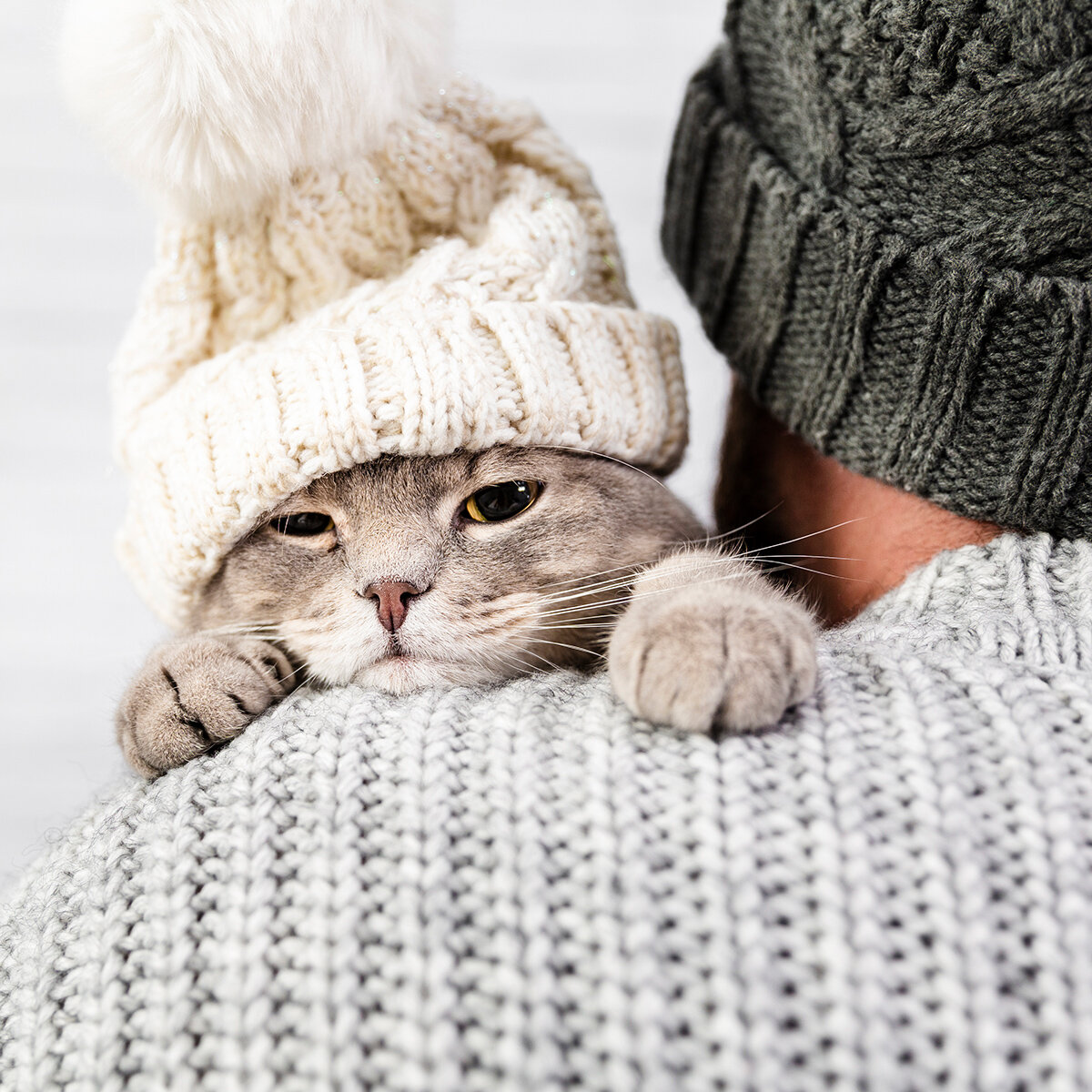 возвращаются ли кошки. кошки находят дорогу домой. возвращаются ли кошки. котята возвращаются домой. потерялась кошка.