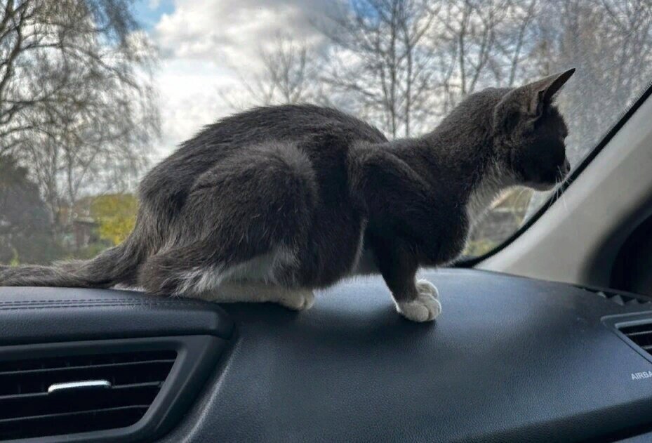 Такой кошку нашли девочки-волонтёры на улице