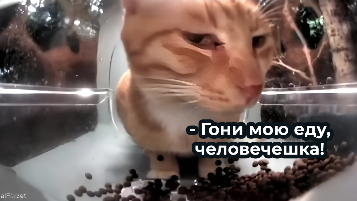 Мистер котик