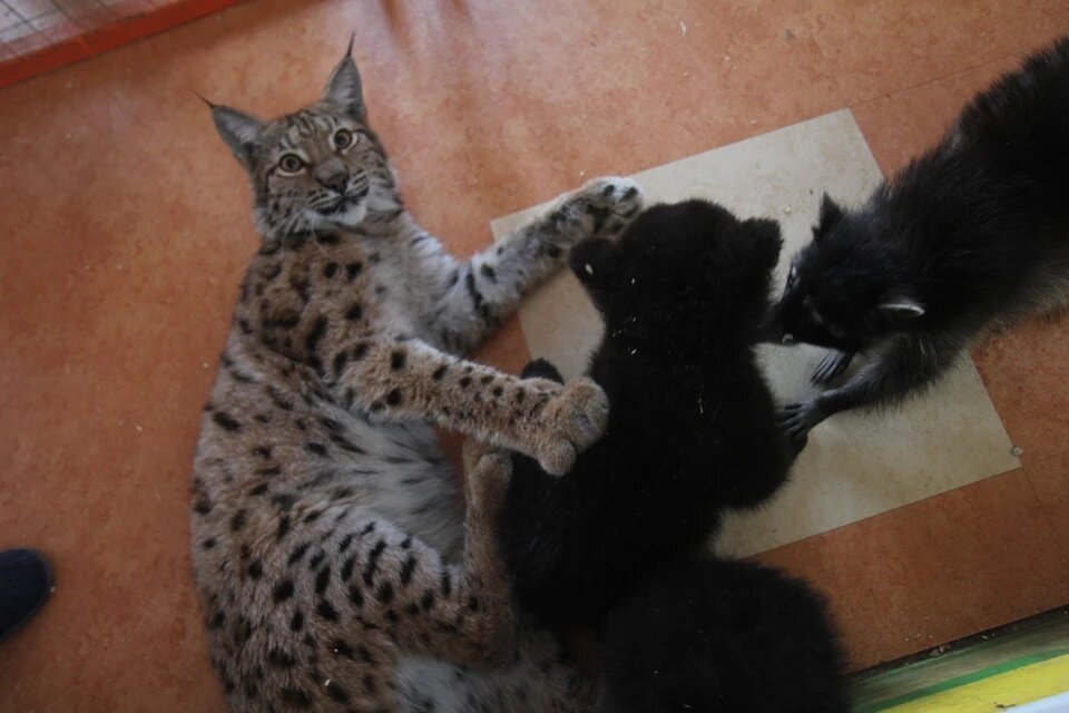 Алёна, Маня и Тема 