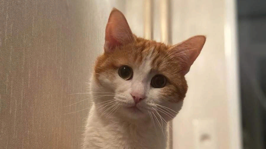 Кот Твикс погиб. Фото: соцсети