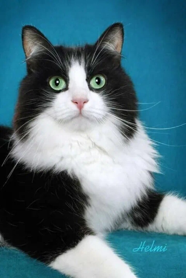 Черно белые кошки породы пушистые. Рагамаффин биколор. Сибирская кошка биколор. Сибирская биколор короткошерстная кошка. Норвежская Лесная биколор