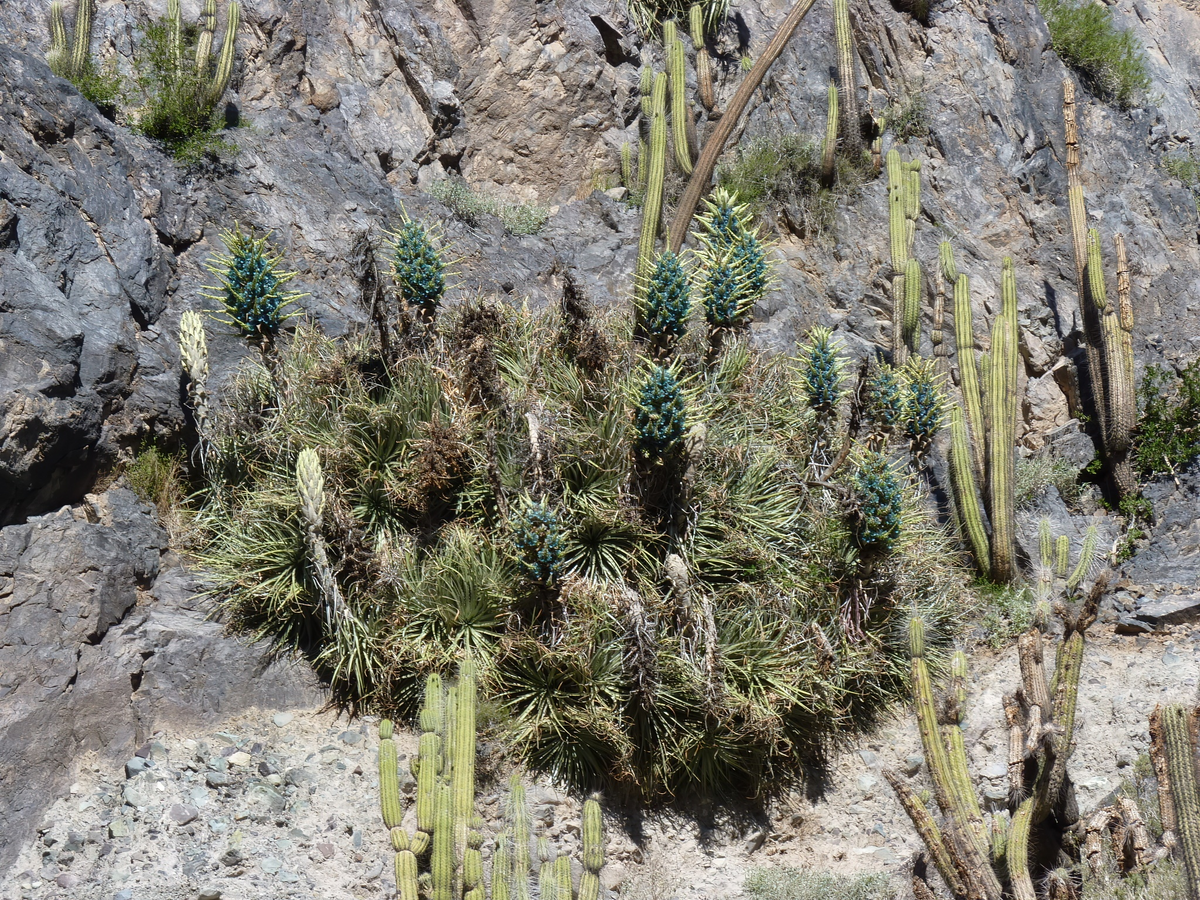 Заросли Пуйи Бертерони (Puya Berteroniana) в окружении кактусов. Фото Patricio Novoa Quezada, flickr.com