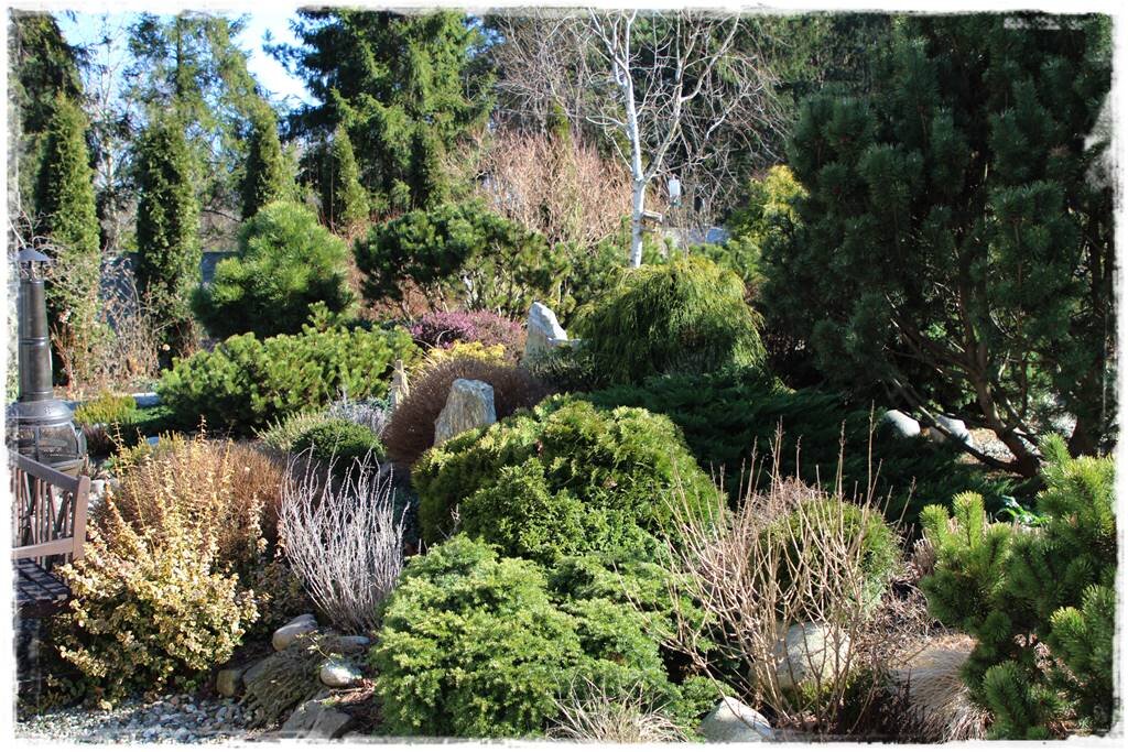 Сосна обыкновенная древесина. Внутренняя заболонь древесины. Как используется древесина сосны. Применение хвойных деревьев. Древесины сосны используется.