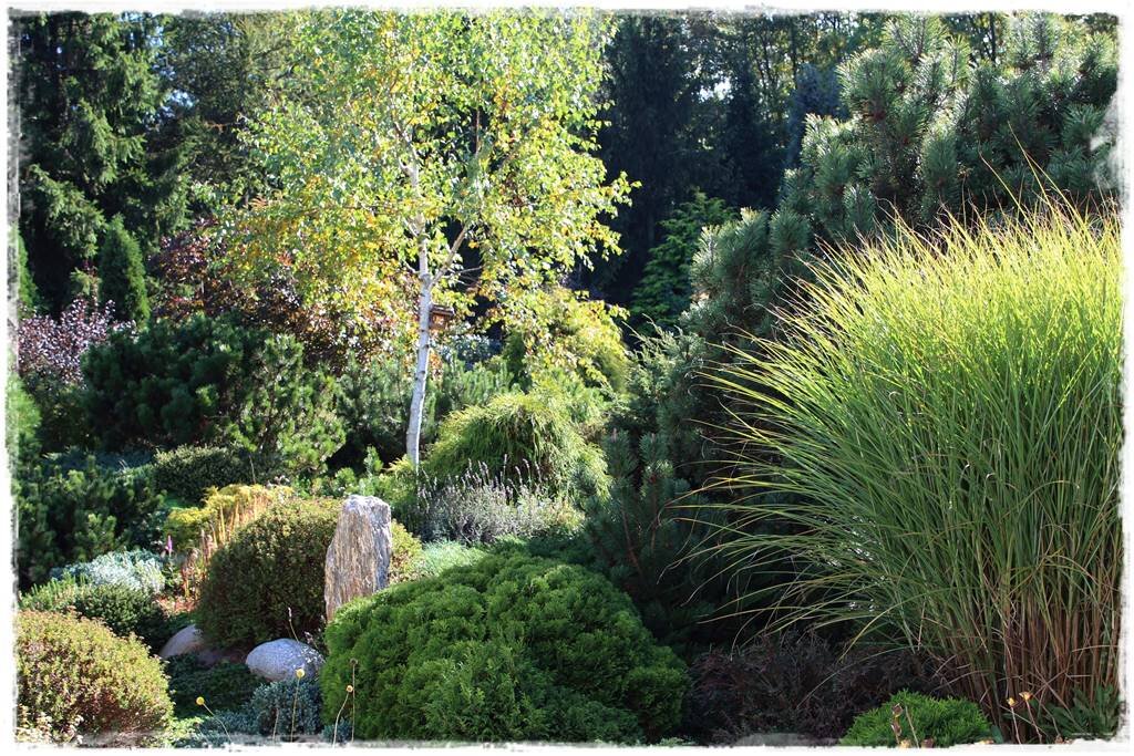 Хвойные растения в медицине. Хвойные использование. Хвойные растения в природе и в жизни человека. Как человек использует хвойные. Как человек использует хвойные.