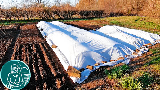 🍅 Посев семян томатов без рассады в парник своими руками 🌱 Посадка-выращивание безрассадных томатов