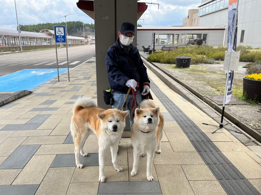 Здесь культ акита-ину: префектура Акита и ее собаки | Дневник Усаги о ...