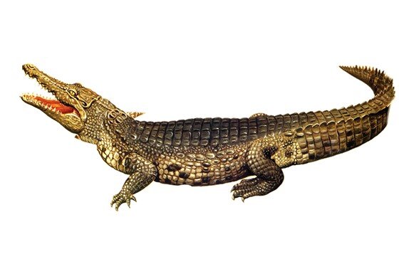 Крокодил — это животное, которое приближается мягко и в смертельной атаке застает свою жертву врасплох.