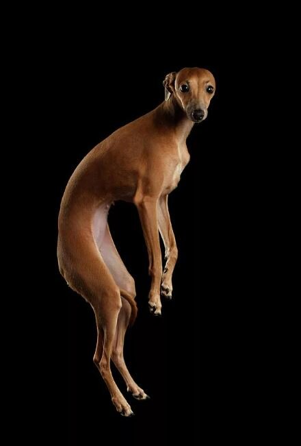 Она не висит, а прыгнула))