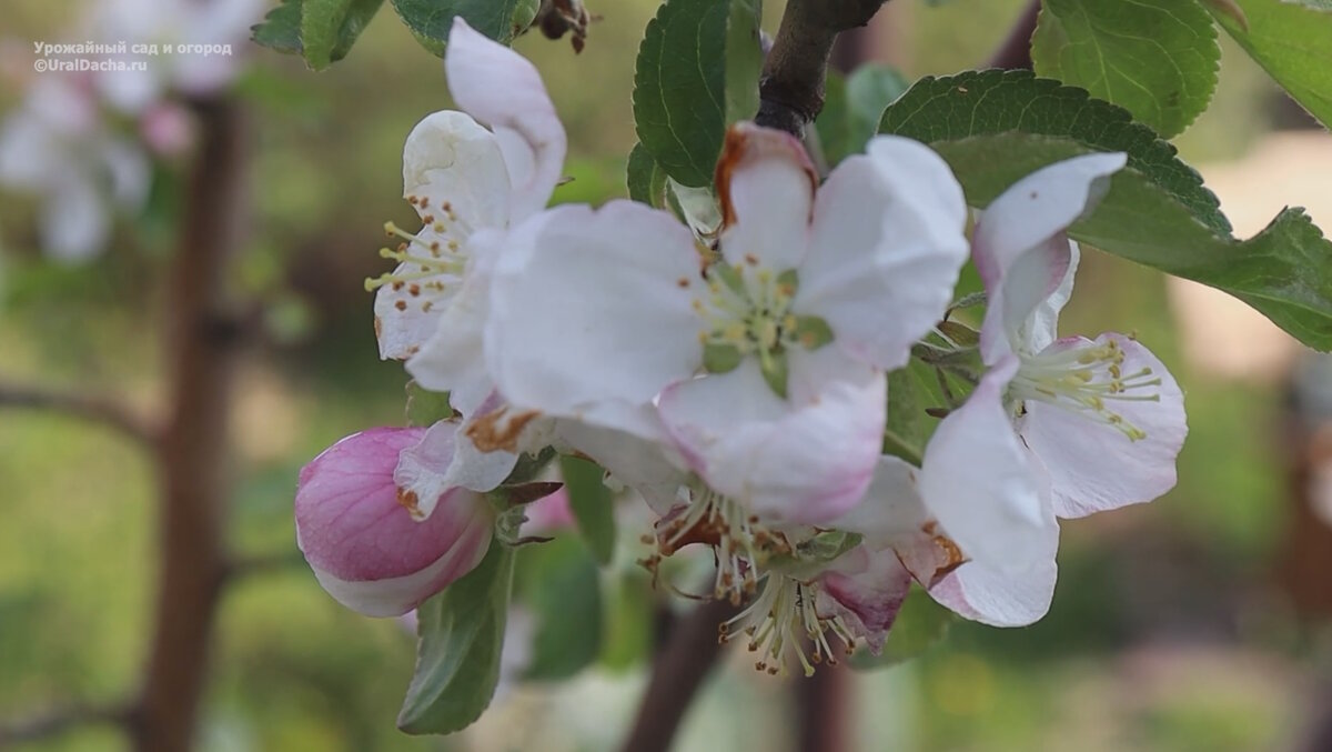 Внимательное наблюдение за состоянием растений