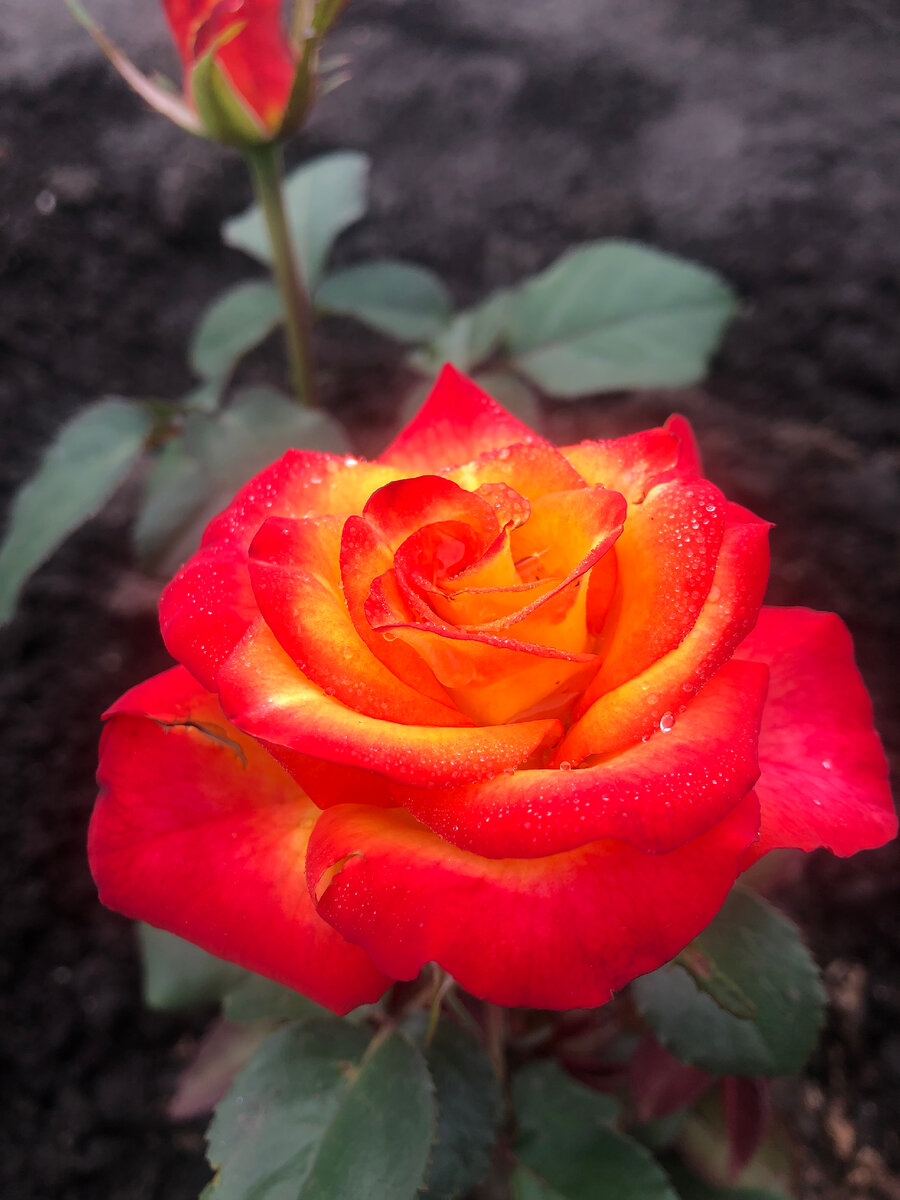 первое цветение роз. роза камелия кустовая. обрезка роз после цветения. шиповник флорибунда. роза миниатюрная тсарина светло желтая.