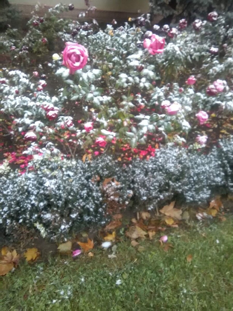 Фото автора. Розы в снегу. 