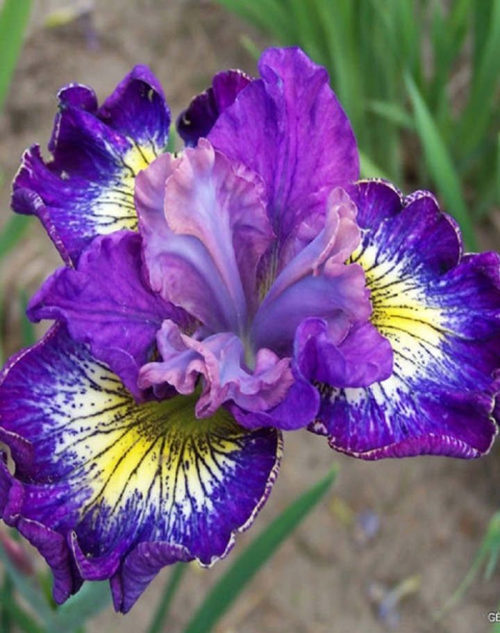 Как получить ириски в ирисе. Как получить ириски в ирисе. Как получить ириски в ирисе. Ирис тираженный. Классификация ирисовых конфет.