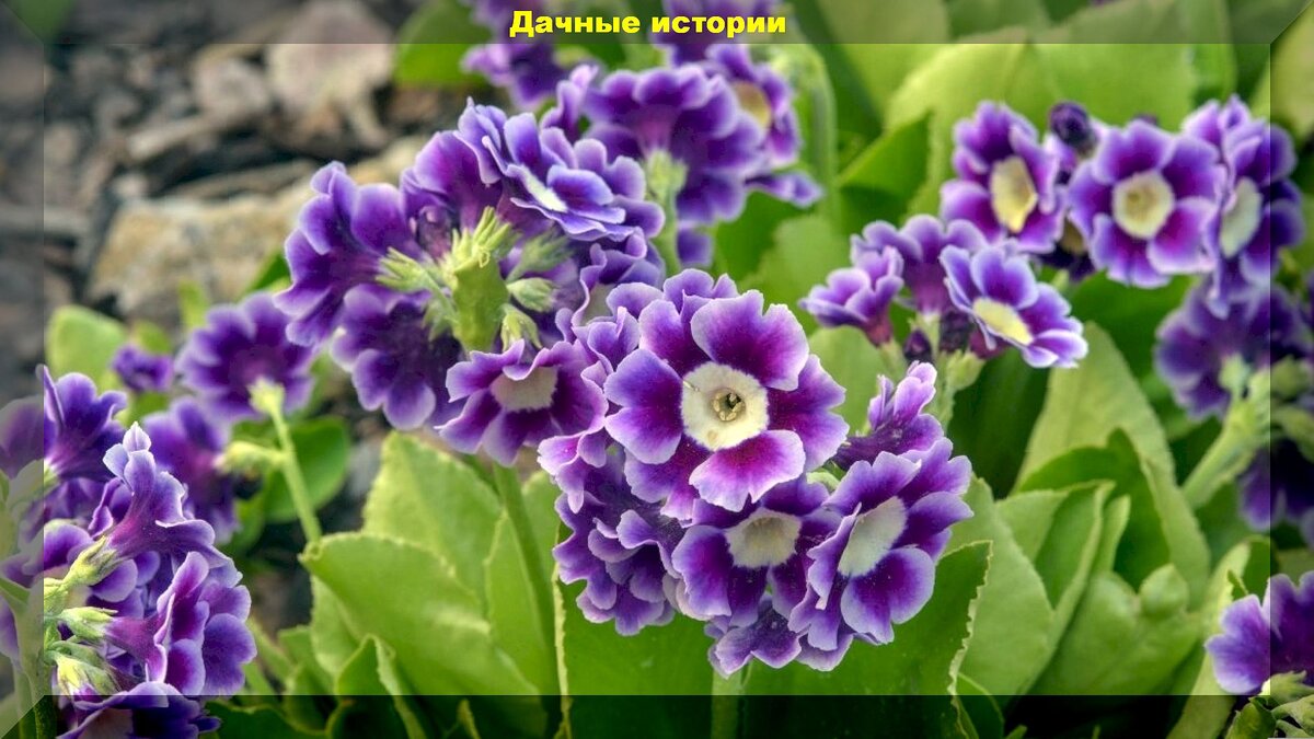 https://vk.com/photo-159774511_457263621. Примула ушковая