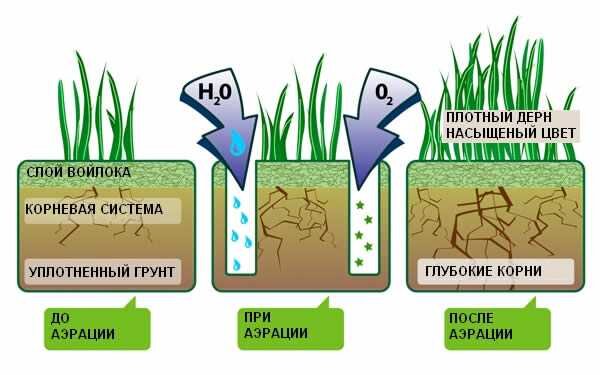 Зеленый газон