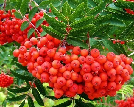Картинка из инета