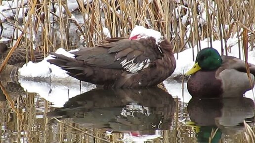 Видео про уточек. Утка кряква селезень. Утиные видео. Утка селезень утята. Утки в адлере.