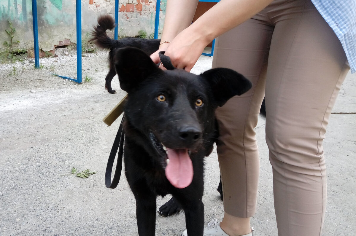 Фото пса, с которым мы гуляли и ещё не знали, что на это фото попала наша будущая собака (на заднем плане). 