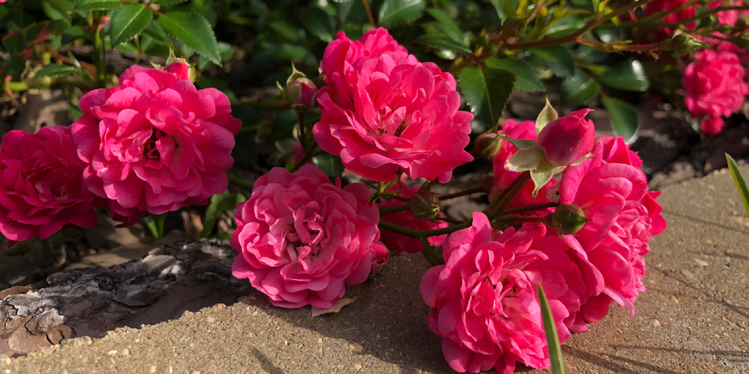 Розы, которые ПОСАДИЛ И ЗАБЫЛ