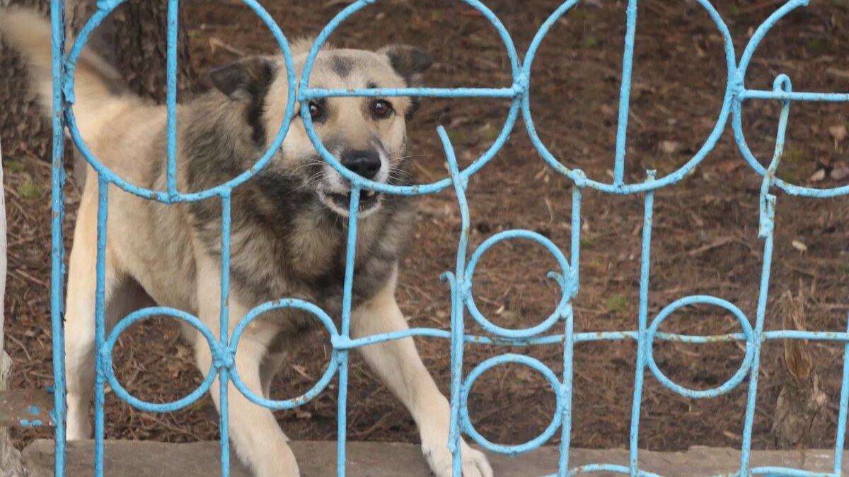     В Красноярске в микрорайоне Солнечный у домашней кошки выявили случай заболевания бешенством. В службе ветнадзора по Красноярскому краю рассказали, что в регионе зафиксировали еще два случая смертельно опасной болезни.