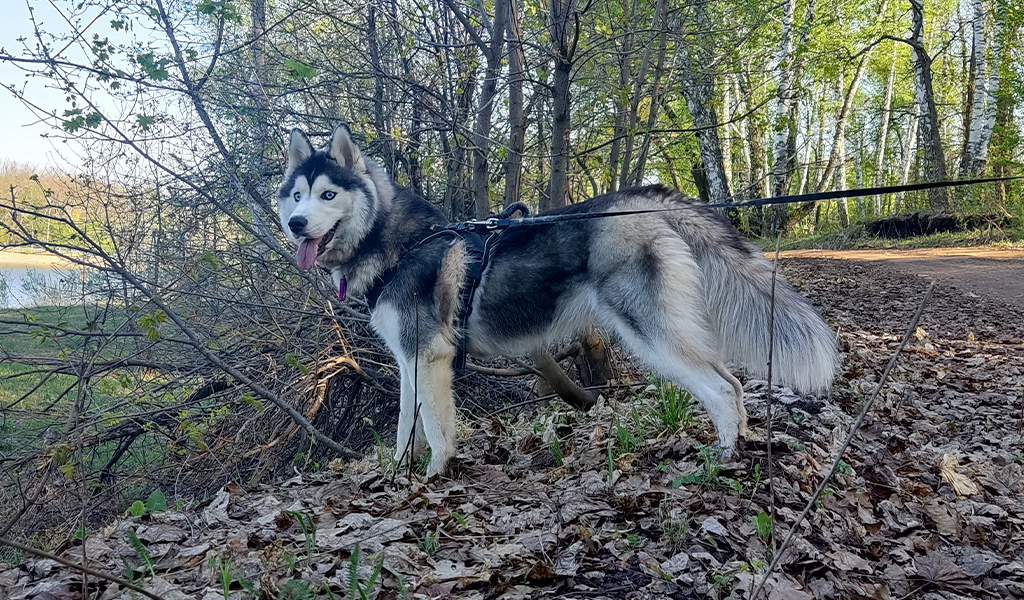 Хаски по имени Мани 