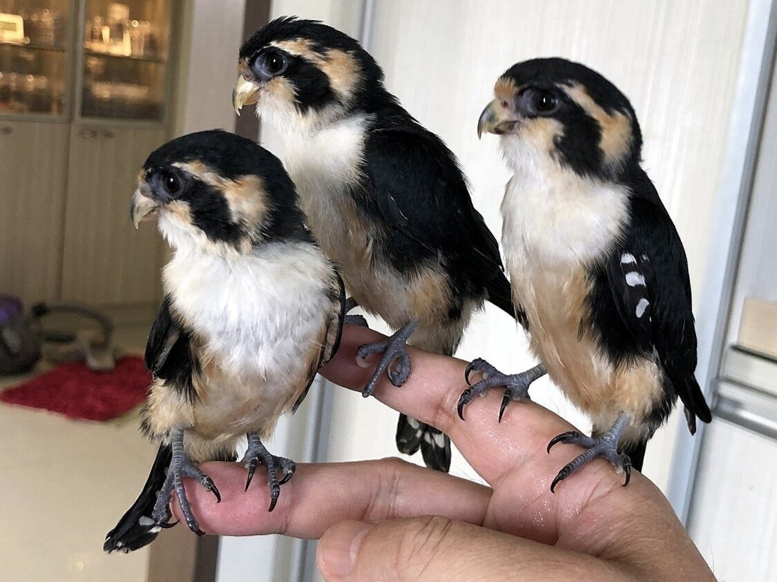 Несмотря на то, что они размером с попугайчика, они самые настоящие охотники!