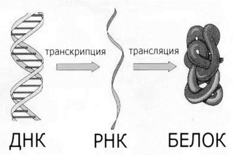 Экспрессия Гена 