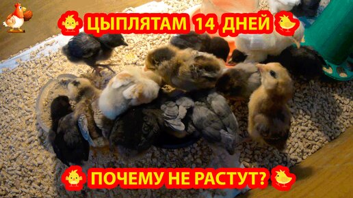 Цыплятам 2 недели 🐣🐤🐥 Почему не растут ❓ Мелкие птенцы из мелких цветных яиц 🥚