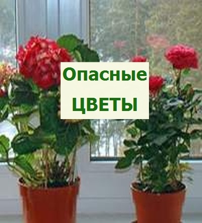 Опасные цветы на клумбе и подоконнике