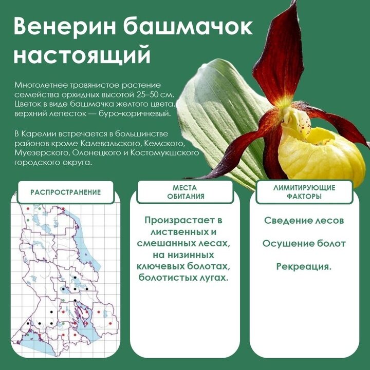 Как сообщили в Минприроды Карелии, исследователи выявили в лесах республики редкого долгожителя– орхидею венерин башмачок, которая может прожить до 100 лет.-2