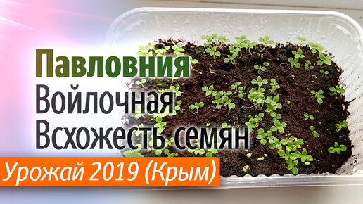 Проверка всхожести семян Павловнии Войлочной. Урожай 2019 года.