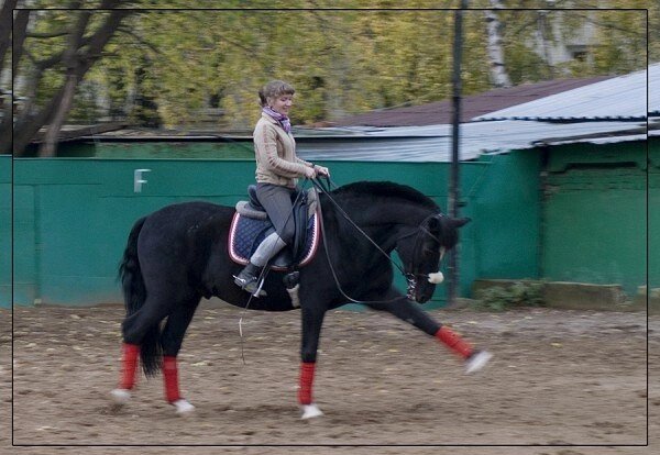 рыжий жеребец. лошадь фото. лошадь бежит. картинки лошадей. конь е 3.