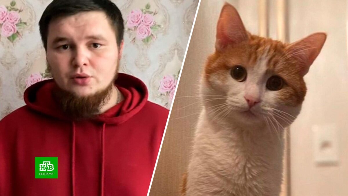    Хозяин объявил награду за выброшенного из поезда кота Твикса