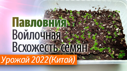 Проверка всхожести семян Павловнии Войлочной. Урожай 2022.