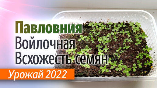 Проверка всхожести семян Павловнии Войлочной. Урожай 2022 (Краснодар)