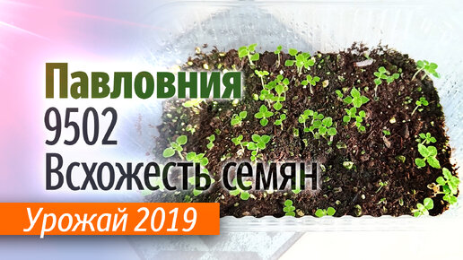 Проверка всхожести семян Павловнии гибрид 9502. Урожай 2019.