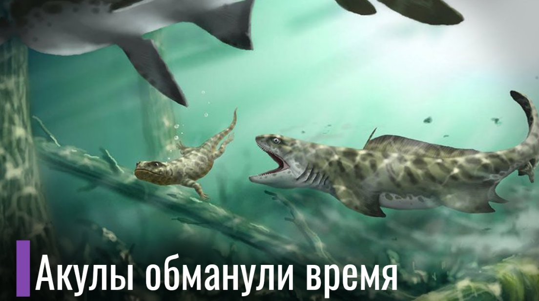 Акула лисица. Акула молот. Акулы в израиле. Много белых акул. Школа акул.