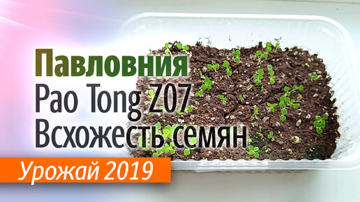 Проверка всхожести семян Павловнии гибрид Pao Tong Z07 урожай 2019