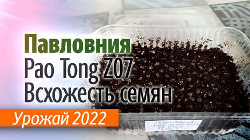 Проверка всхожести семян Павловнии гибрид Pao Tong Z07 урожай 2022