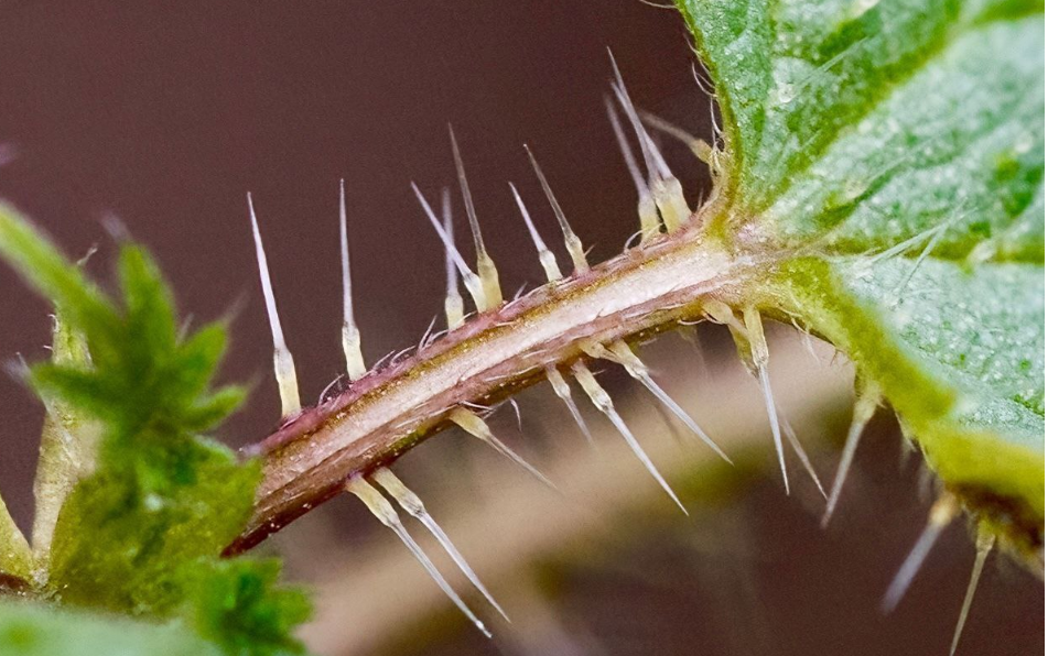 Ножик с чехлом. Оружейный листья. Rift солнце на палке. Оружейный листья. Оружие в лесу.
