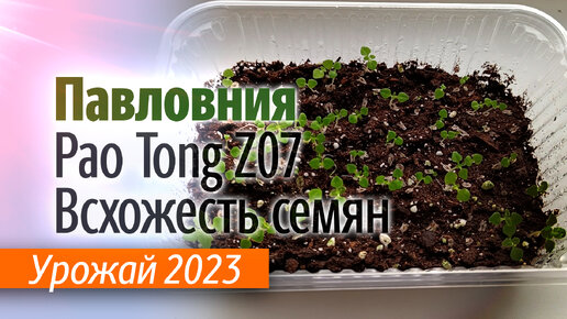 Проверка всхожести семян Павловнии гибрид Pao Tong Z07. Урожай 2023.