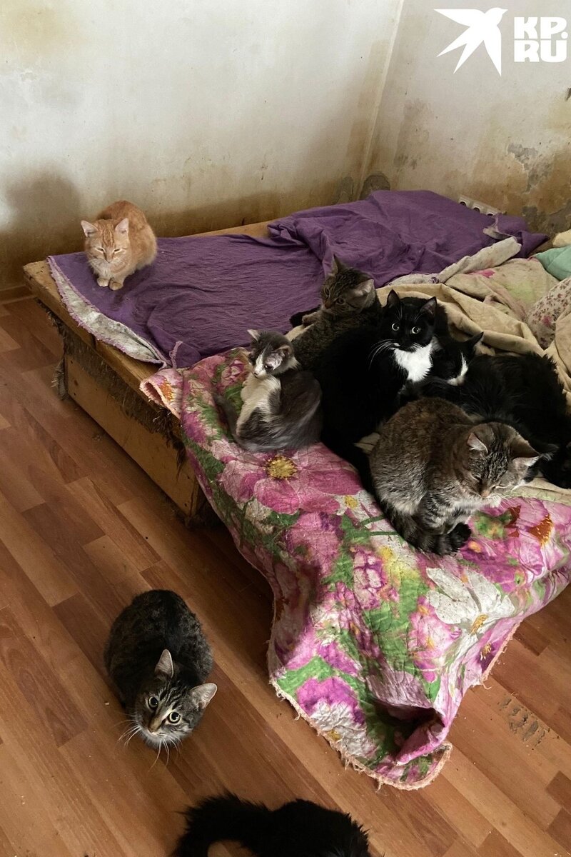 Домашние животные аллергия. Дома воняет котом. Дома воняет котом. Кот метит в квартире. Кошачьей мочи.