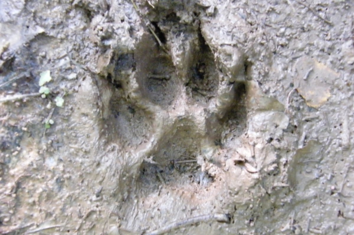    Baza: рядом с погибшим котом Твиксом было много следов крупной собаки