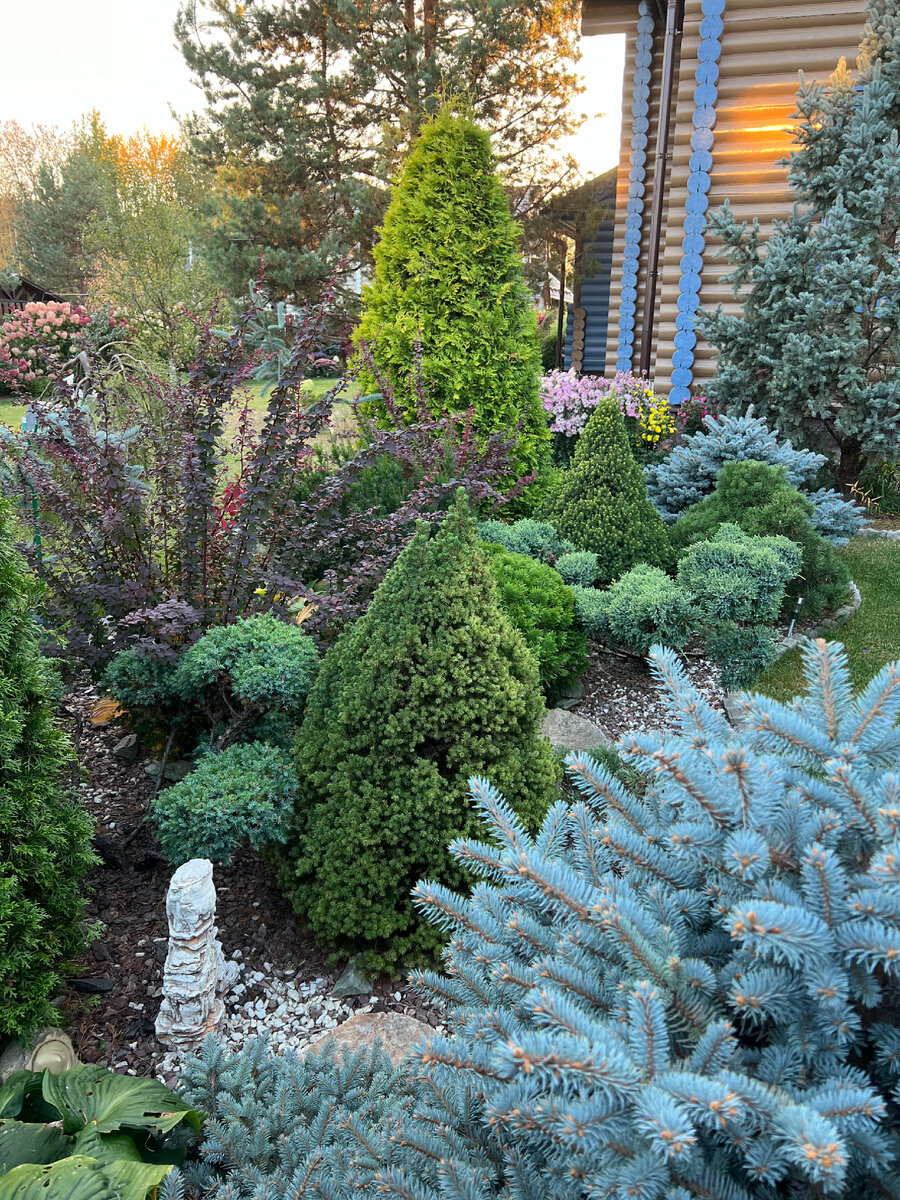 хвойные растения какой грунт.