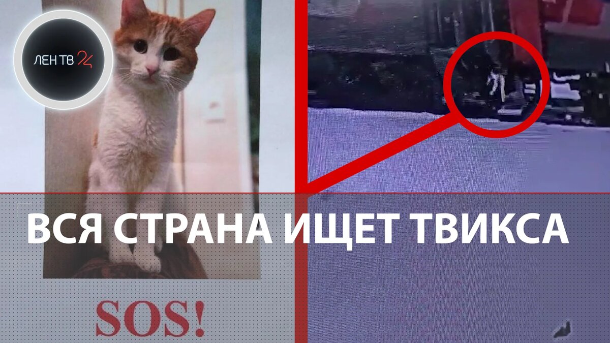 История кота твикс и проводницы