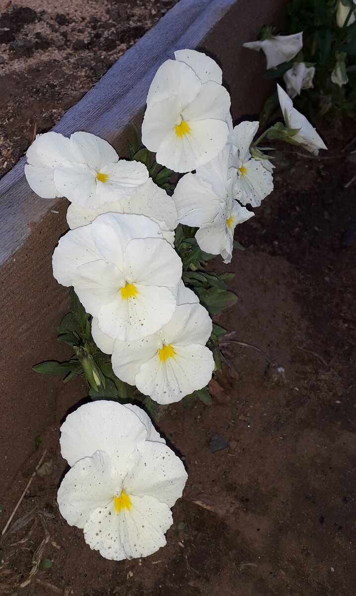 Анютины глазки насеялись и взошли даже между грядками