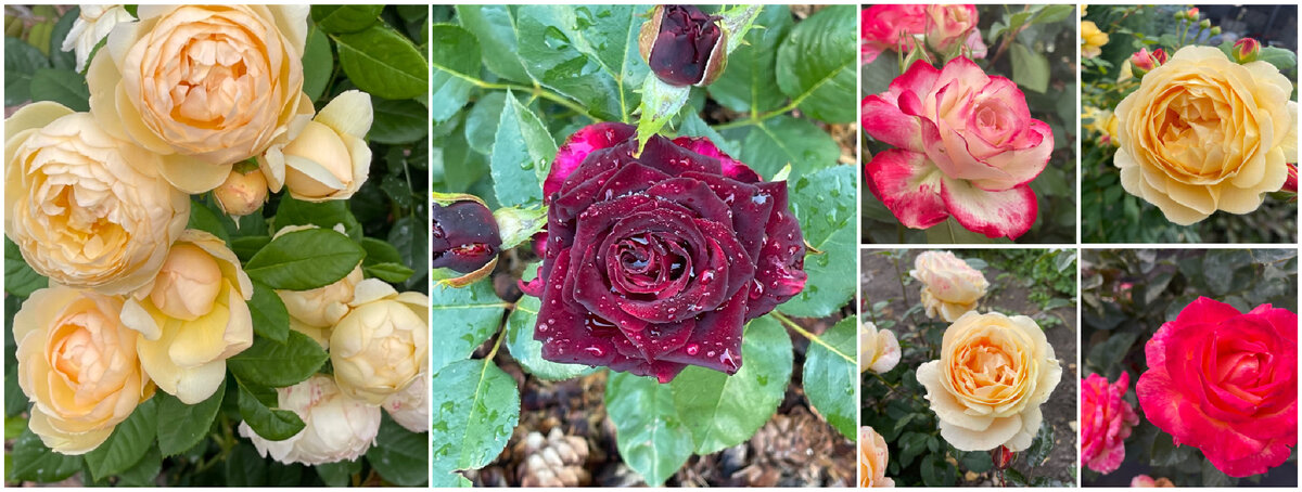 КОЛЛАЖ ИЗ МОИХ РОЗ