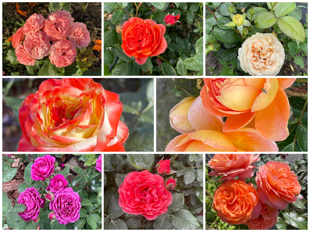 Коллаж из моих роз