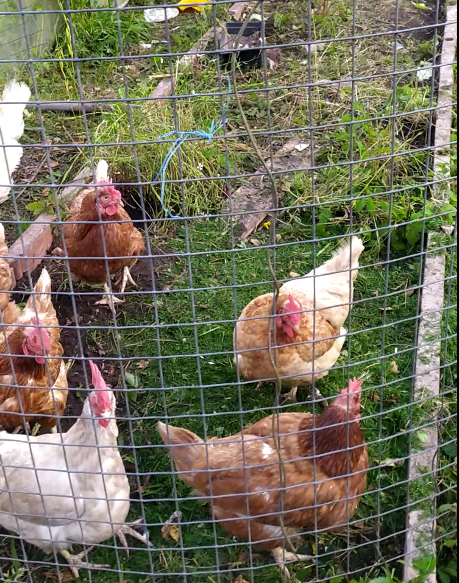 Вышли полоть мои курочки